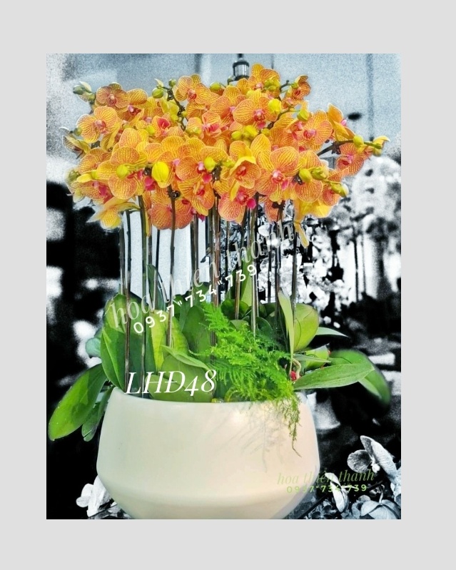 hoa mừng tân gia