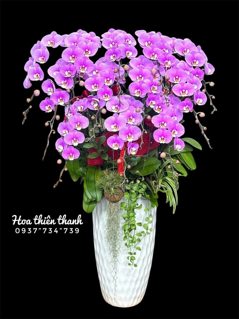 Bình lan hồ điệp tím khổng lồ sang trọng chưng đại sảnh khai trương Hoa Thiên Thanh