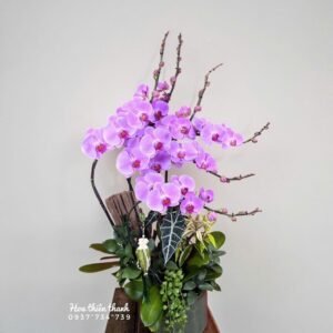 Hoa Lan Hồ Điệp 06