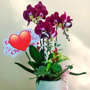 Hoa Lan Hồ Điệp 05